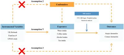 Causal associations between fluid intake patterns and dermatitis risk: a Mendelian randomization study